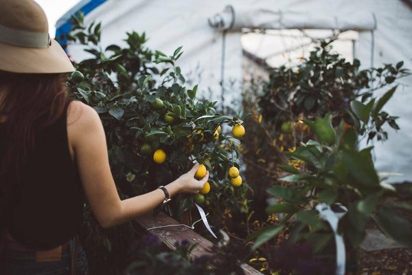 Serre de jardin : comment protéger vos plantes des intempéries