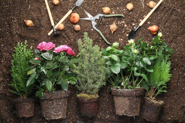 Jardinage : quelle terre pour quelle plante ?