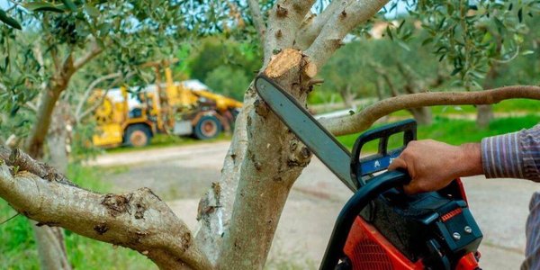 Choisir les bons outils pour l'élagage de ses arbres