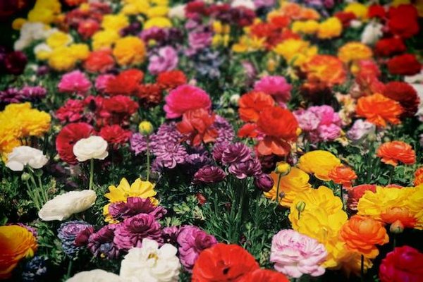 Comment semer, planter, repiquer et multiplier vos plantes ?