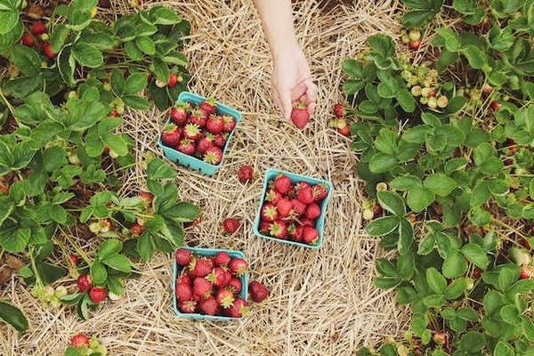 Pourquoi avoir un jardin chez soi est une bonne idée ?